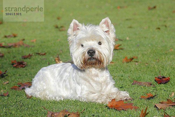 West Highland White Terrier  Rüde  9 Jahre  liegt auf der Wiese  Deutschland  Europa