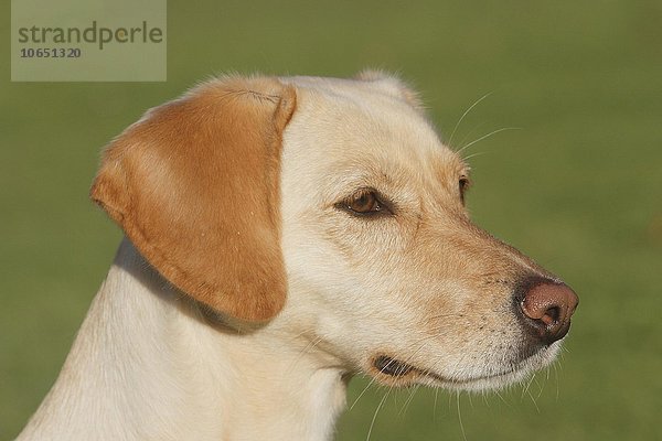 Labrador  Mischling  Tierportrait  Deutschland  Europa