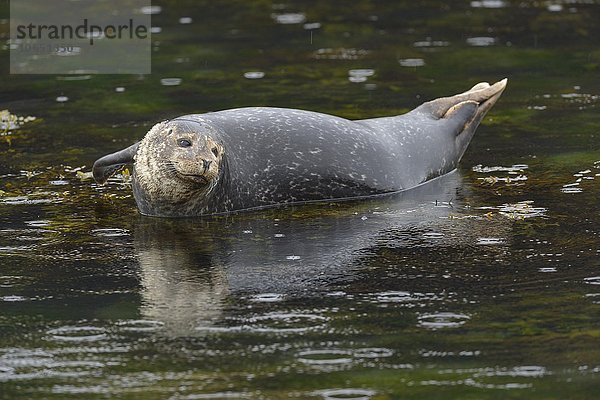 Seehund (Phoca vitulina)  ruht auf einem Stein im Wasser  Arnarstapi  Westisland  Island  Europa