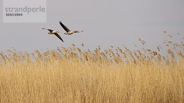 Graugans (Anser anser)  Brutpaar fliegt über Schilf  Nationalpark Kiskunsag  Ungarn  Europa