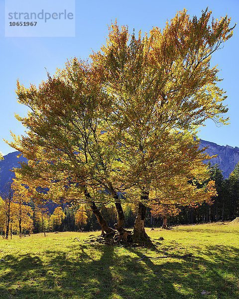 Buche (Fagus sp.)  Baum am Großen Ahornboden  Herbst  Rißtal  Karwendelgebirge  Alpen  Hinterriß  Tirol  Österreich  Europa