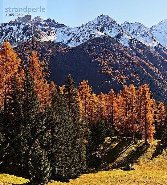Europäische Lärchen (Larix decide)  Stubaital  Herbst  Neustift im Stubaital  Tirol  Österreich  Europa