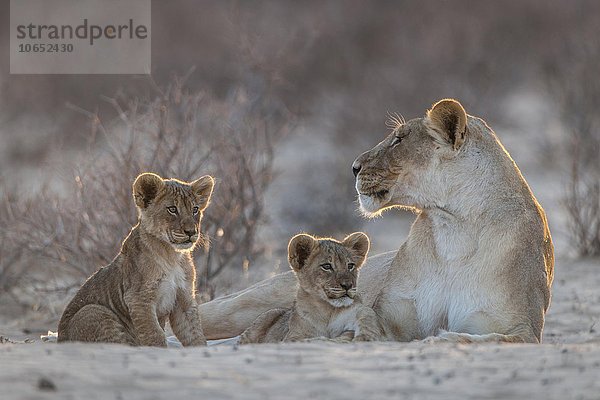 Löwin (Panthera leo) mit zwei Jungtieren  Kgalagadi-Transfrontier-Nationalpark  Northern Cape  Südafrika