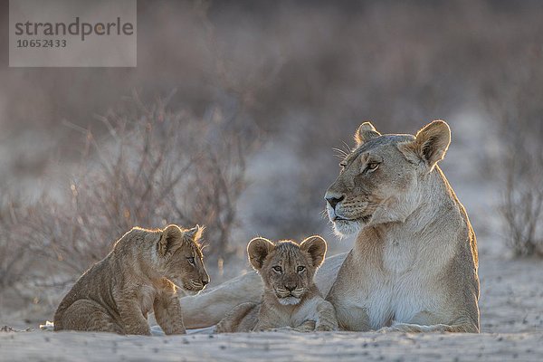 Löwin (Panthera leo) mit zwei Jungtieren  Kgalagadi-Transfrontier-Nationalpark  Northern Cape  Südafrika