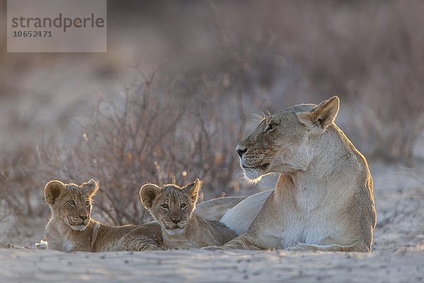 Löwin (Panthera leo) mit zwei Jungtieren  Kgalagadi-Transfrontier-Nationalpark  Northern Cape  Südafrika