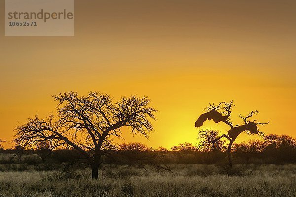 Kameldornbaum (Vachellia erioloba) bei Sonnenuntergang  Nossob Road  Kgalagadi Transfrontier Park  Nordkap Provinz  Südafrika