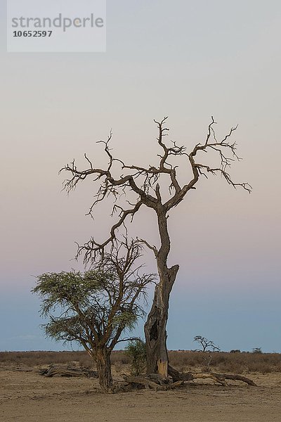Abgestorbener und Laub tragender Kameldornbaum (Vachellia erioloba)  Nossob Road  Kgalagadi Transfrontier Park  Nordkap Provinz  Südafrika