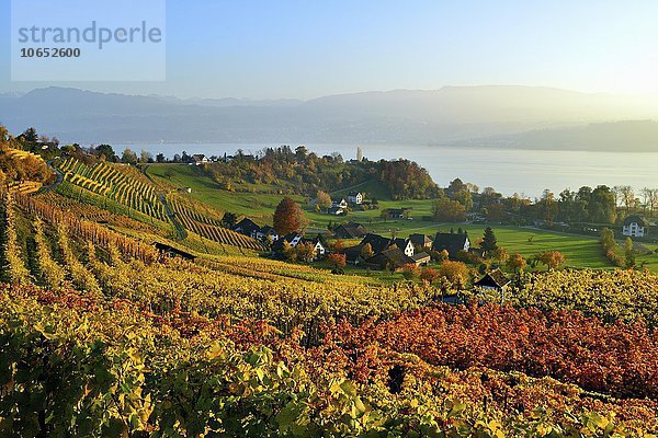 Weinberg im Herbst bei Stäfa mit Zürichsee  Kanton Zürich  Schweiz  Europa