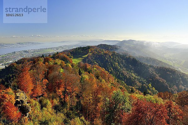 Ausblick vom Uetliberg bei Zürich über die herbstfarbene Albiskette und Zürichsee  vor Schweizer Alpenpanorama  Kanton Zürich  Schweiz  Europa