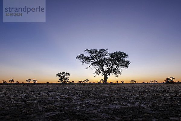 Landschaft mit Kameldornbaum (Vachellia erioloba) nach Sonnenuntergang  Nossob Road  Kgalagadi Transfrontier Park  Nordkap Provinz  Südafrika