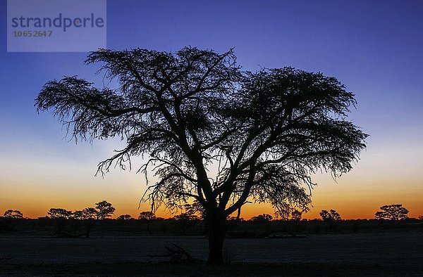 Landschaft mit Kameldornbaum (Vachellia erioloba) nach Sonnenuntergang  Nossob Road  Kgalagadi Transfrontier Park  Nordkap Provinz  Südafrika