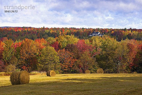 Herbst  Heuwiese  Eastern Townships  West Bolton  Quebec  Kanada  Nordamerika