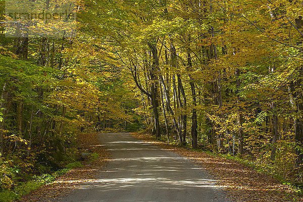 Schotterstraße  Herbst  Eastern Townships  West Bolton  Quebec  Kanada  Nordamerika