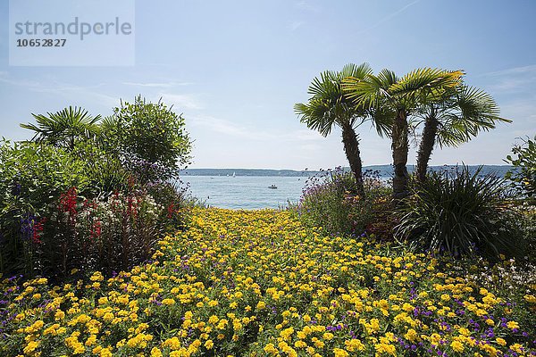 Blumenbeet mit Palmen an Uferpromenade  Überlingen  Bodensee  Baden-Württemberg  Deutschland  Europa