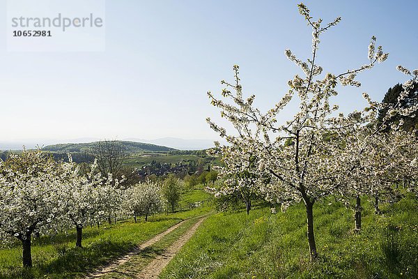 Blühende Obstbäume  Niedereggenen  Schliengen  Markgräflerland  Schwarzwald  Baden-Württemberg  Deutschland  Europa