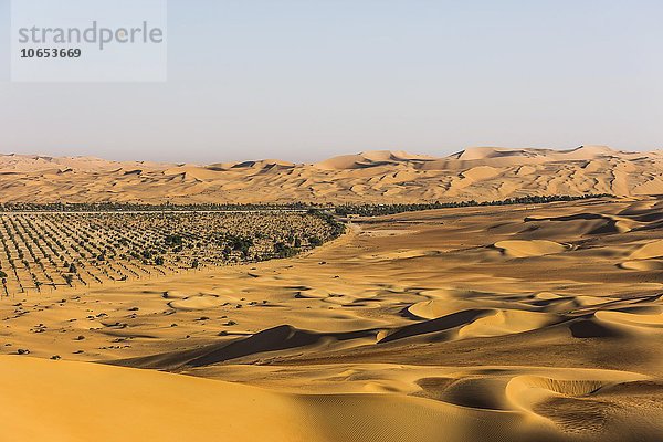 Künstlich gepflanzter Wald in der Wüste bei Al Hamaìm  Leeres Viertel  Empty Quarter  Sandwüste Rub al-Chali  auch Rub al-Khali  Vereinigte Arabische Emirate  Asien