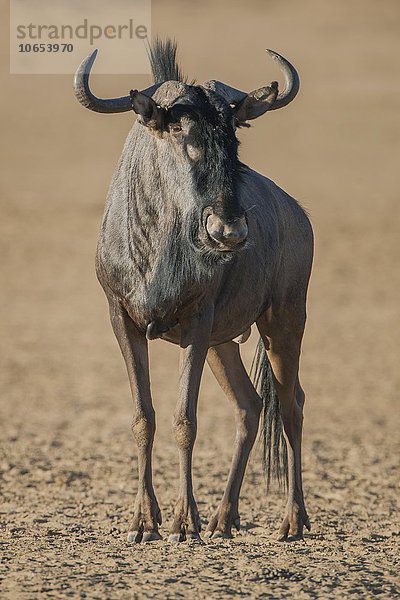Streifengnu (Connochaetes taurinus)  Kgalagadi-Transfrontier-Nationalpark  Northern Province  Südafrika