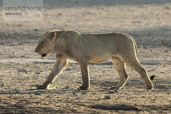 Junger Löwe (Panthera leo)  Männchen  geht  Kgalagadi-Transfrontier-Nationalpark  Nordkap  Südafrika