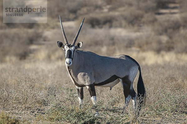 Spießbock (Oryx gazella)  Kgalagadi-Transfrontier-Nationalpark  Nordkap Provinz  Südafrika