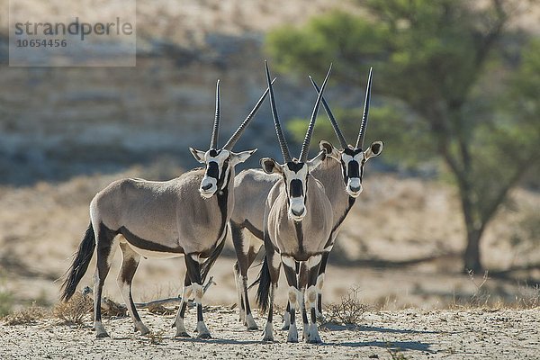 Spießböcke (Oryx gazella)  drei Tiere  Kgalagadi-Transfrontier-Nationalpark  Nordkap Provinz  Südafrika