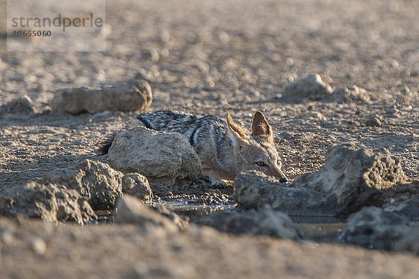 Schabrackenschakal (Canis mesomelas) versteckt sich hinter Steinen an einem Wasserloch  Kgalagadi-Transfrontier-Nationalpark  Nordkap Provinz  Südafrika