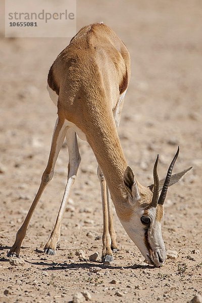 Springbock-Antilope (Antidorcas marsupialis) frisst  Kgalagadi-Transfrontier-Nationalpark  Nordkap Provinz  Südafrika