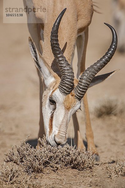 Springbock-Antilope (Antidorcas marsupialis) frisst  Kgalagadi-Transfrontier-Nationalpark  Nordkap Provinz  Südafrika