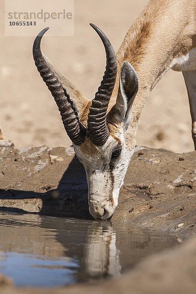 Springbock (Antidorcas marsupialis) trinkt am Wasserloch  Kgalagadi-Transfrontier-Nationalpark  Nordkap Provinz  Südafrika