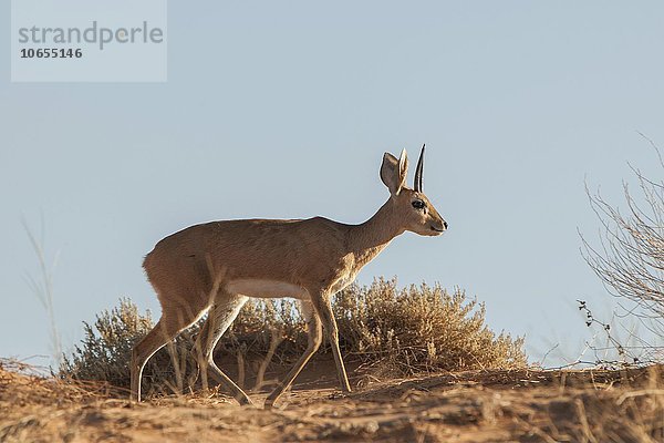 Steinböckchen (Raphicerus campestris) geht  Kgalagadi-Transfrontier-Nationalpark  Nordkap Provinz  Südafrika