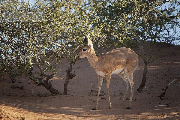 Steinböckchen (Raphicerus campestris) steht im Gebüsch  Kgalagadi-Transfrontier-Nationalpark  Nordkap Provinz  Südafrika
