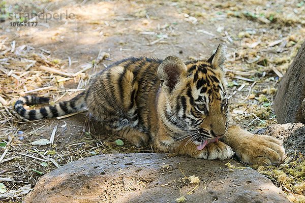 Königstiger (Panthera tigris tigris) leckt seine Pfote  Jungtier  3 Monate  captive