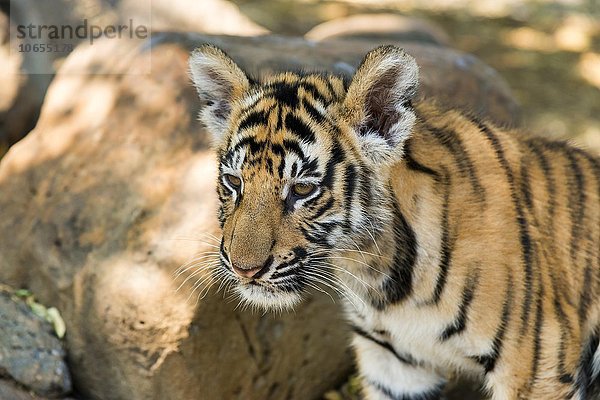 Königstiger (Panthera tigris tigris)  Jungtier  3 Monate  captive