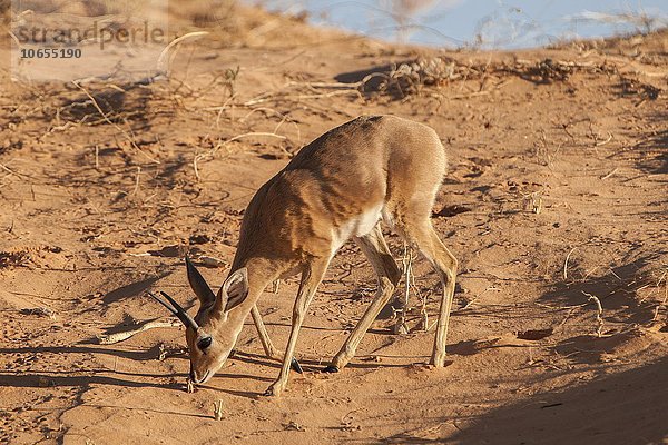 Steinböckchen (Raphicerus campestris) sucht Futter auf Düne  Kgalagadi-Transfrontier-Nationalpark  Nordkap Provinz  Südafrika