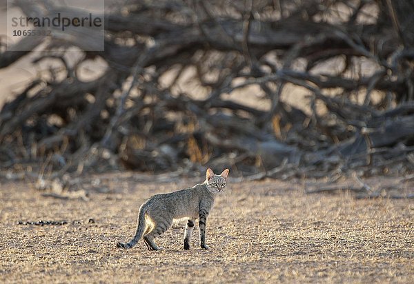 Afrikanische Wildkatze (Felis lybica)  Muttertier  Kgalagadi Transfrontier Park  Nordkap Provinz  Südafrika