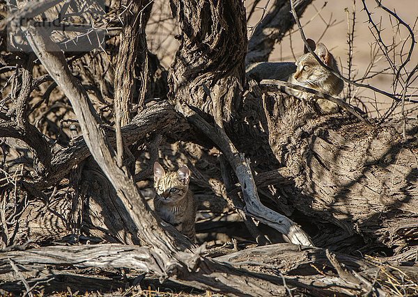 Afrikanische Wildkatze (Felis lybica)  Muttertier und Jungtier liegen getarnt im trockenen Baum  Kgalagadi Transfrontier Park  Nordkap Provinz  Südafrika