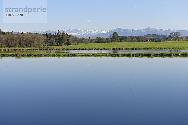 Fischweiher am Nußberger Weiher  Schmitten bei Bernried  Fünfseenland  Oberbayern  Bayern  Deutschland  Europa