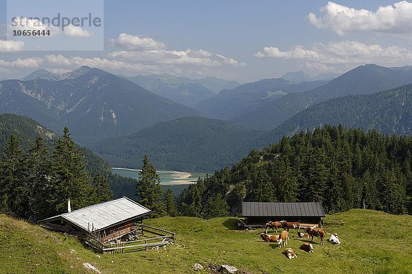 Staffel-Alm Hochleger am Staffel  Jachenau über dem Sylvensteinspeicher  Tölzer Land  Oberbayern  Bayern  Deutschland  Europa