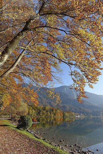 Herbststimmung am Kochelsee  bei Kochel am See  Oberbayern  Bayern  Deutschland  Europa
