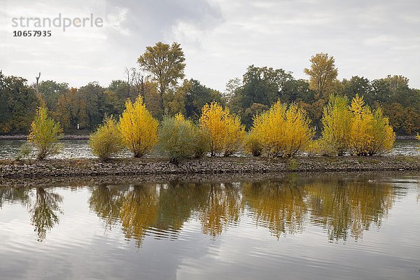 Naturschutzgebiet Mariannenaue am Rhein  Eltville am Rhein  Rheingau  Hessen  Deutschland  Europa