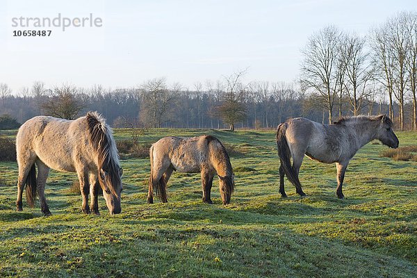 Tarpane (Equus ferus ferus)  Rückzüchtung  Wacholderhain Haselünne  Emsland  Niedersachsen  Deutschland  Europa