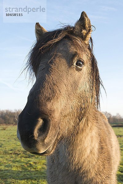 Tarpans (Equus ferus ferus)  Rückzüchtung  Wacholderhain Haselünne  Emsland  Niedersachsen  Deutschland  Europa