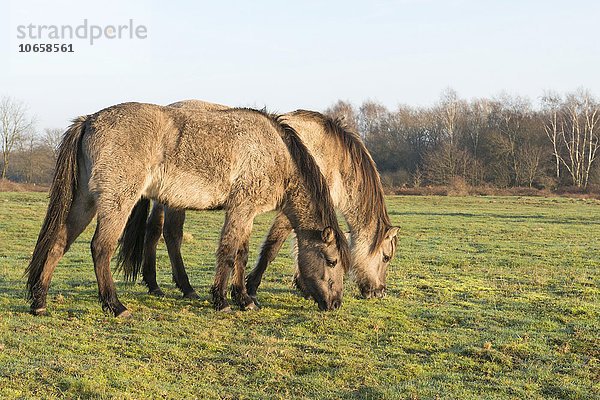 Tarpane (Equus ferus ferus)  Rückzüchtung  Wacholderhain Haselünne  Emsland  Niedersachsen  Deutschland  Europa