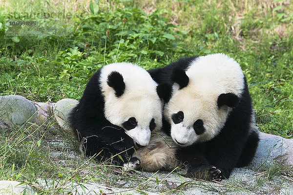 Zwei Große Pandas  auch Riesenpandas (Ailuropoda melanoleuca)  zwei Jahre  China Conservation and Research Center for the Giant Panda  Chengdu  Sichuan  China  Asien