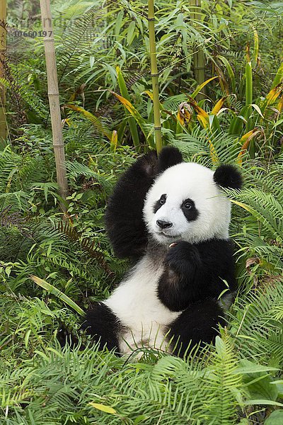 Großer Panda  auch Riesenpanda (Ailuropoda melanoleuca)  zwei Jahre  China Conservation and Research Center for the Giant Panda  Chengdu  Sichuan  China  Asien