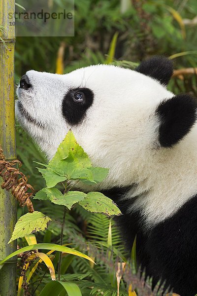 Großer Panda  auch Riesenpanda (Ailuropoda melanoleuca)  zwei Jahre  China Conservation and Research Center for the Giant Panda  Chengdu  Sichuan  China  Asien
