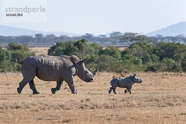 Breitmaulnashorn (Ceratotherium simum) geht mit Jungtier über Steppe  Ol Pejeta Reservat  Kenia  Afrika