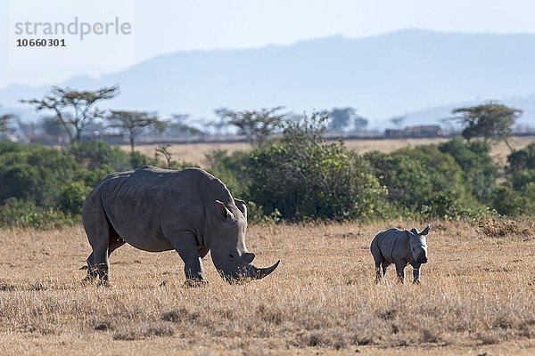 Breitmaulnashorn (Ceratotherium simum) beim Fressen mit Jungtier  Ol Pejeta Reservat  Kenia  Afrika