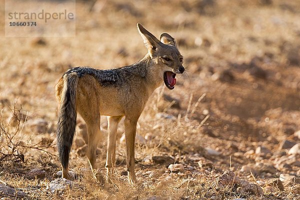 Schabrackenschakal (Canis mesomelas) gähnt  Samburu National Reserve  Kenia  Afrika