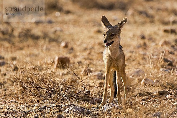 Schabrackenschakal (Canis mesomelas)  Samburu National Reserve  Kenia  Afrika