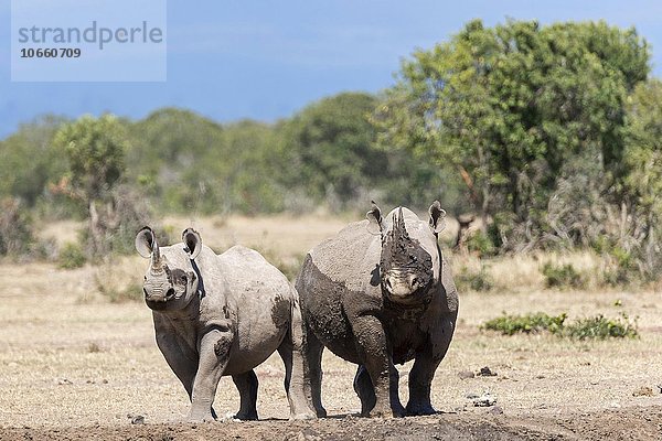 Spitzmaulnashörner (Diceros bicornis) nach Schlammbad  Ol Pejeta Reservat  Kenia  Afrika